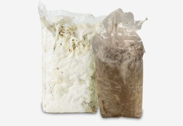 Visualizza i prodotti della categoria Incubati Immagine per la categoria Incubati