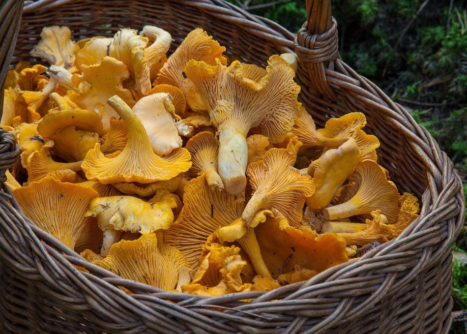 Lösungen für den Pilzanbau zu Hause mit NaturNext