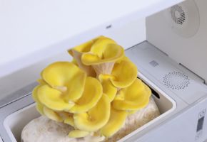 Bild für Kategorie Grow Box