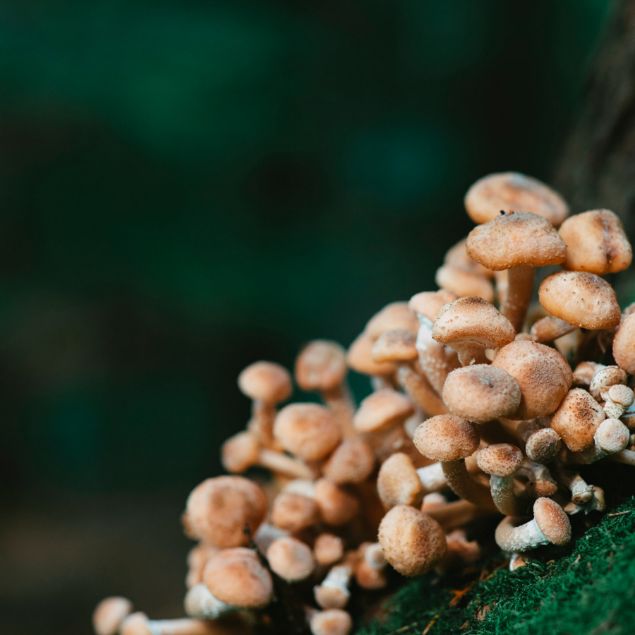 Visualizza i dettagli per SUBSTRATO CYCLOCIBE CILINDRACEA - PIOPPINI Immagine di SUBSTRATO CYCLOCIBE CILINDRACEA - PIOPPINI