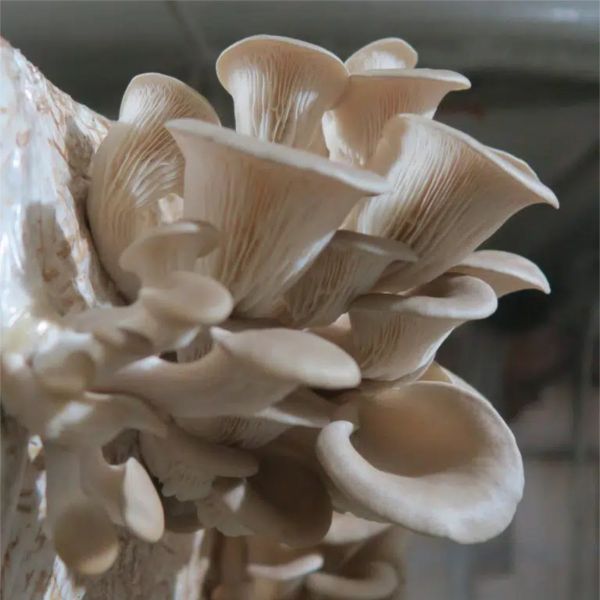 Image de SUBSTRAT PLEUROTUS OSTREATUS – VAR. CALIFORNIA