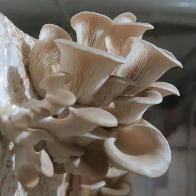 Visualizza i dettagli per SUBSTRATO PLEUROTUS OSTREATUS – VAR. CALIFORNIA Immagine di SUBSTRATO PLEUROTUS OSTREATUS – VAR. CALIFORNIA
