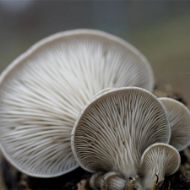 Image de SUBSTRAT PLEUROTUS OSTREATUS – VAR. CALIFORNIA