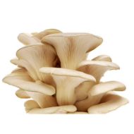 Image de SUBSTRAT PLEUROTUS OSTREATUS – VAR. CALIFORNIA