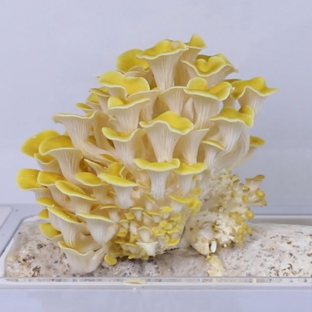 Visualizza i dettagli per SUBSTRATO PLEUROTUS CITRINOPILEATUS Immagine di SUBSTRATO PLEUROTUS CITRINOPILEATUS