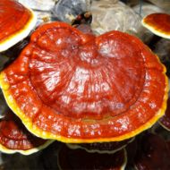 Image de SUBSTRAT DE GANODERMA LIGHZI  - REISHI