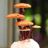 Image de SUBSTRAT DE GANODERMA LIGHZI  - REISHI