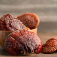 Image de SUBSTRAT DE GANODERMA LIGHZI  - REISHI