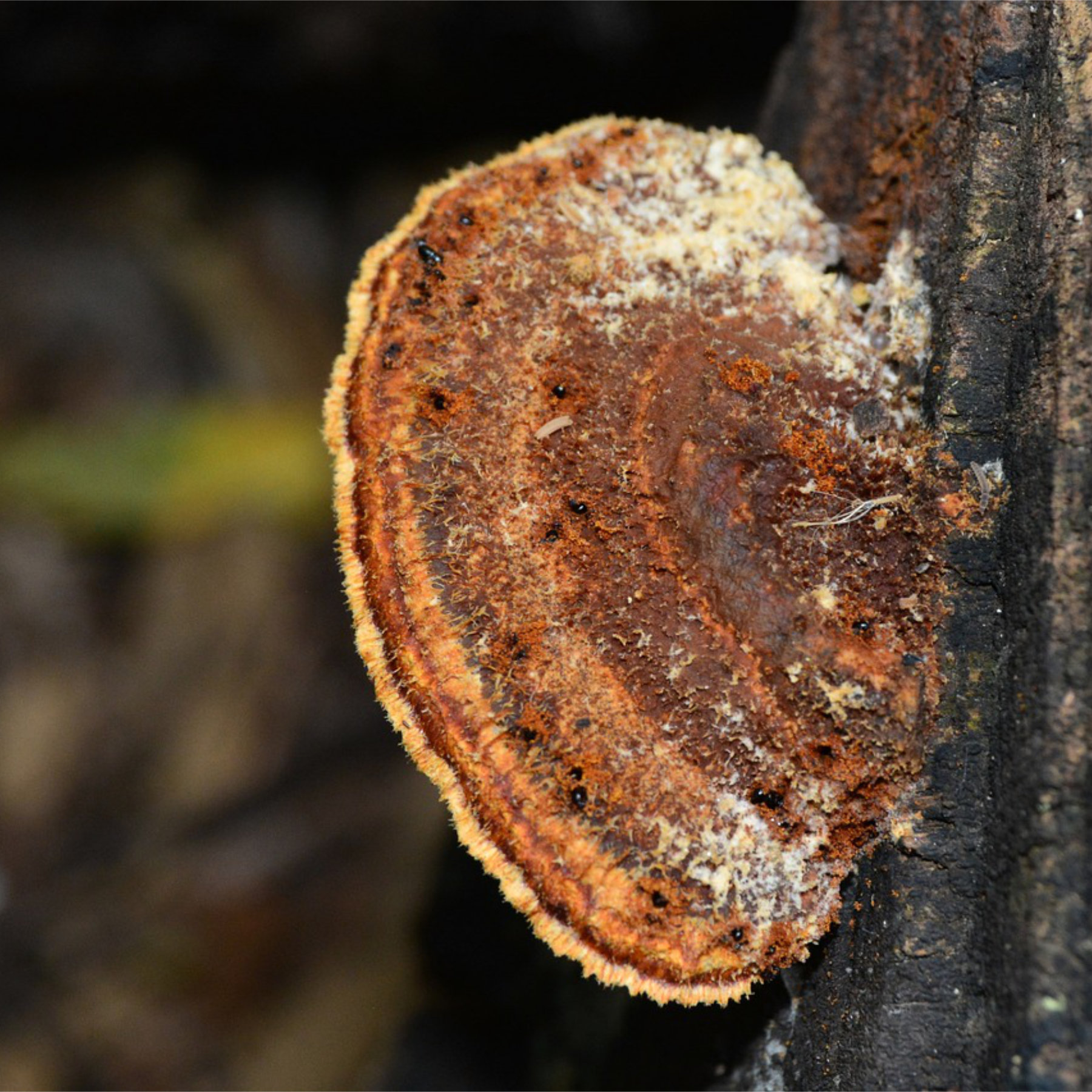 NaturNext • Ganoderma Lucidum Reishi substrate: you can find it here!
