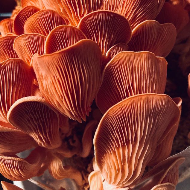 Visualizza i dettagli per SUBSTRATO PLEUROTUS DJAMOR Immagine di SUBSTRATO PLEUROTUS DJAMOR