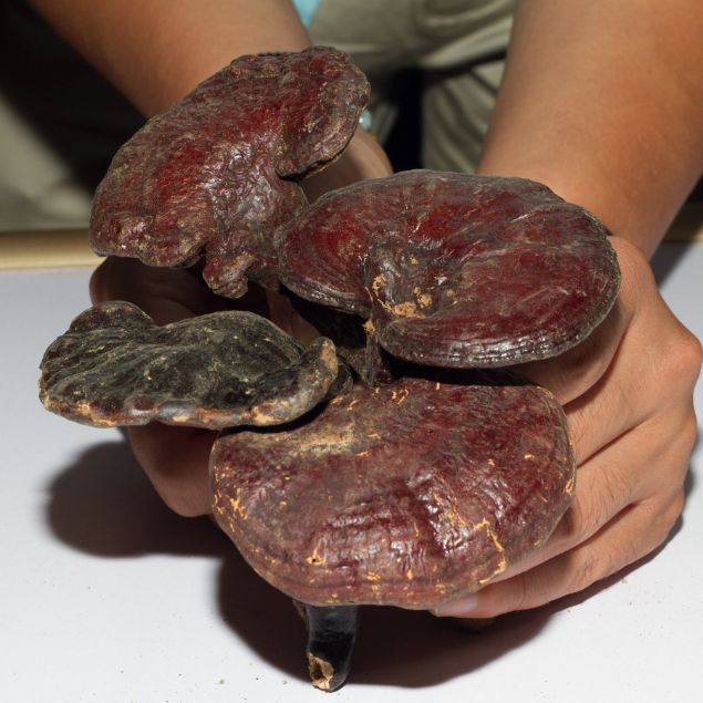Zeige Details für Myzel von Ganoderma Lucidum (Reishi) Pilzen Bild von Myzel von Ganoderma Lucidum (Reishi) Pilzen