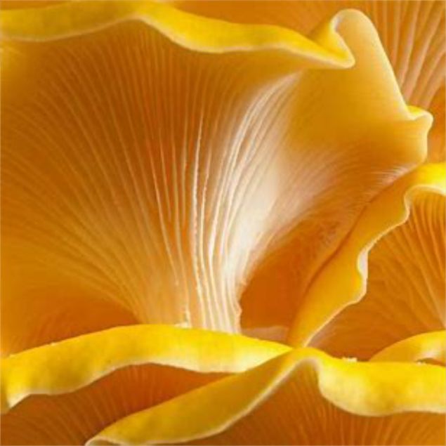 Zeige Details für <h1>Myzel von Goldenen Austernpilzen (Pleurotus Citrinopileatus)</h1> Bild von <h1>Myzel von Goldenen Austernpilzen (Pleurotus Citrinopileatus)</h1>
