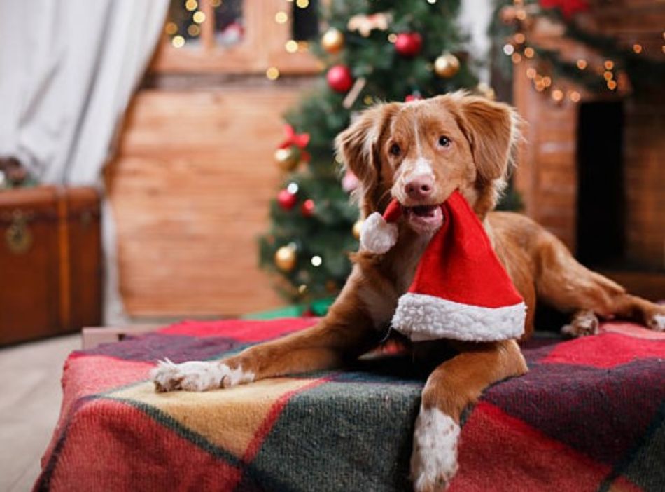 Veganer Weihnachtstisch: Platz für alle!