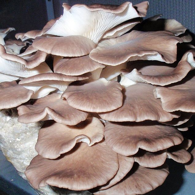 Visualizza i dettagli per SUBSTRATO PLEUROTUS POLMONARIUS Immagine di SUBSTRATO PLEUROTUS POLMONARIUS