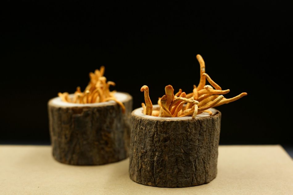 Nootropic Mushrooms: Cognitive Properties and Mechanisms of Action