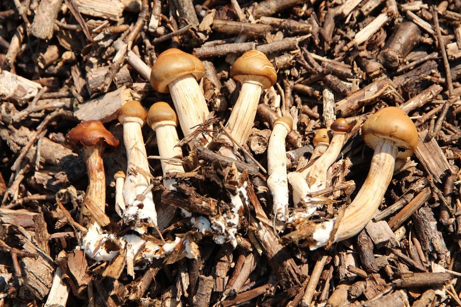 Comment inoculer des champignons avec des bouchons de mycélium