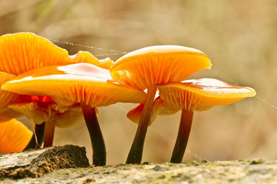 Ilumina tu cultivo: descubre cómo las luces LED ayudan a que los hongos prosperen