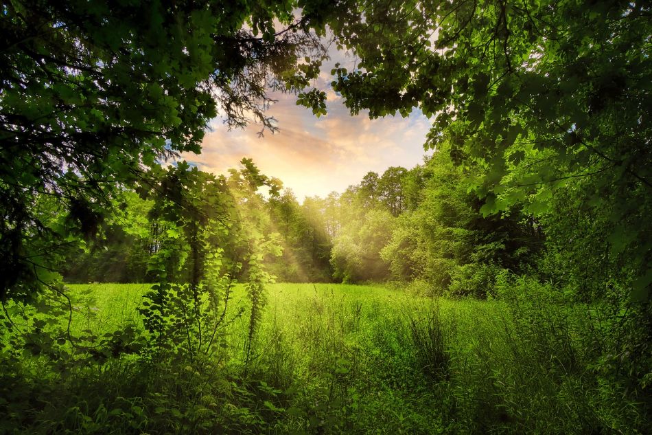 Irlanda, bosques y... ¡setas!