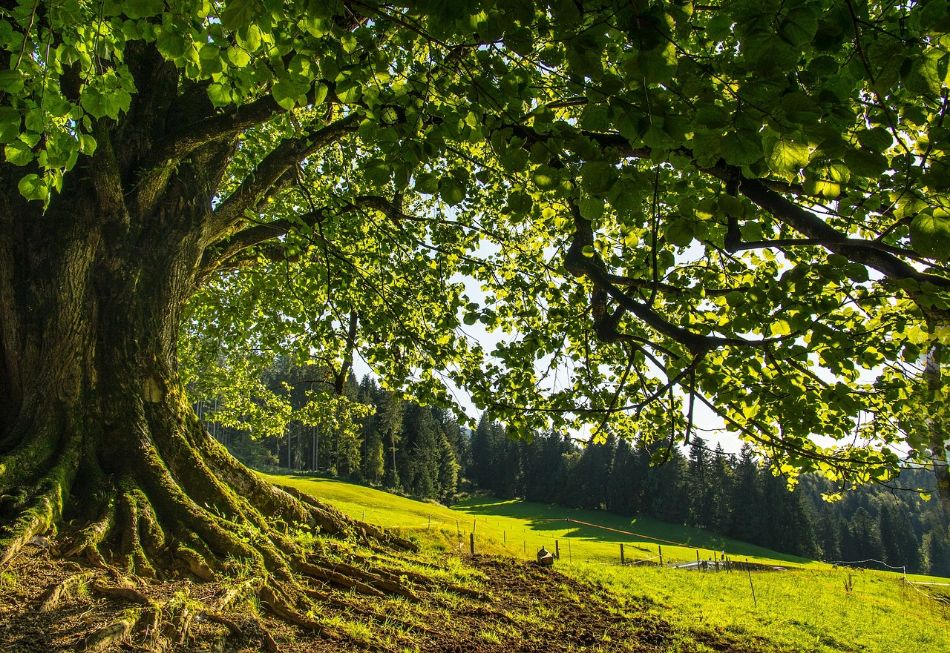 Linden: a hypnotic habitat for mushrooms