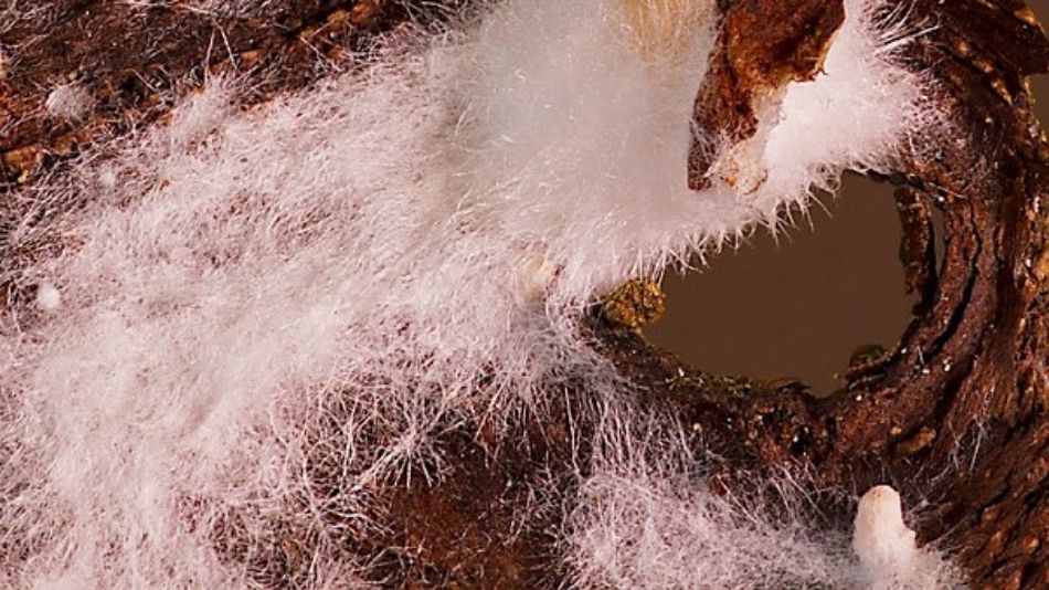 Il micelio: il cuore nascosto dei funghi