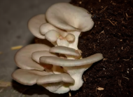 Picture of SUBSTRATE PLEUROTUS OSTREATUS – VAR. CALIFORNIA