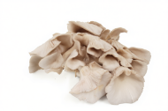 Picture of SUBSTRATE PLEUROTUS OSTREATUS – VAR. CALIFORNIA