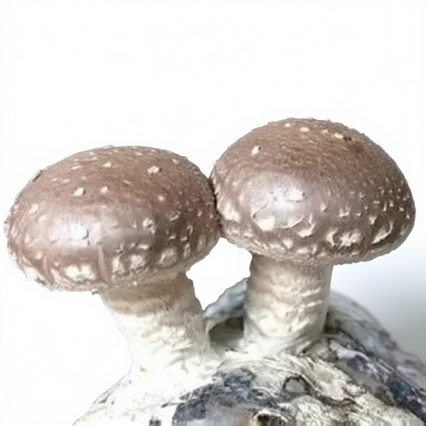 Bild von SUBSTRAT LENTINULA EDODES