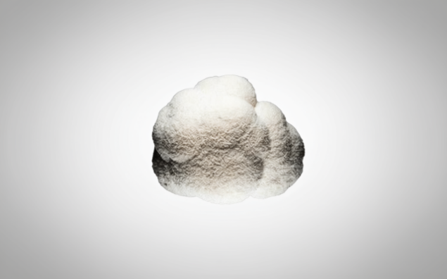 Visualizza i dettagli per SUBSTRATO HERICIUM HERINACEUS Immagine di SUBSTRATO HERICIUM HERINACEUS